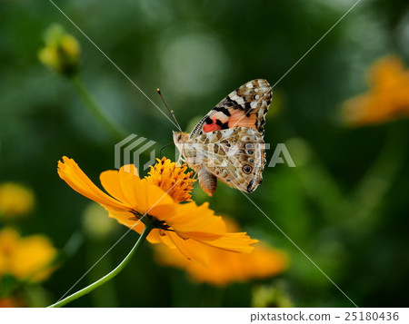 黃色塞:蝴蝶 黃色塞:蝴蝶 25180436