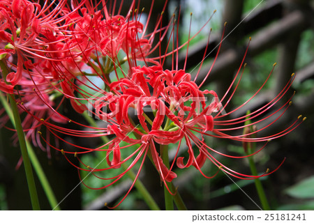 當Higanki的花綻放 當Higanki的花綻放 25181241