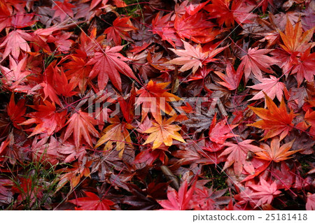 秋葉濕雨 秋葉濕雨 25181418