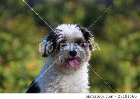 Portrait of a small dog 25181560