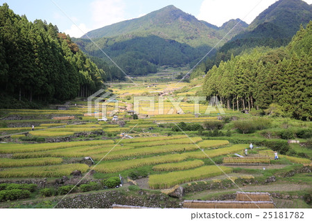 大米收穫1000張 25181782