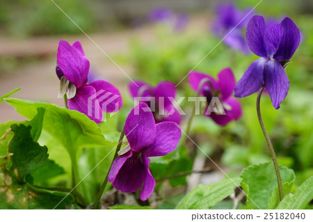 Pretty odor violet Pretty odor violet 25182040