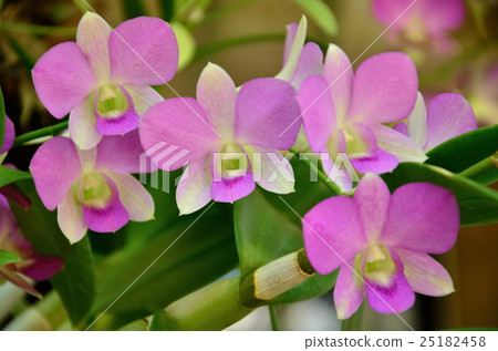 Orchids 25182458
