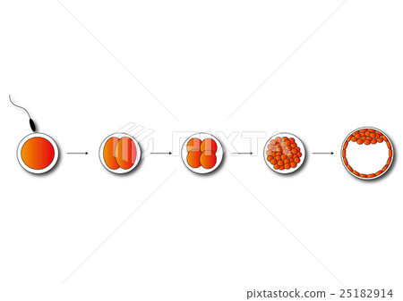 受精卵卵裂 25182914