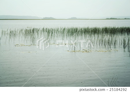 Kenozero lake with Water Sedge. Peaceful evening. 25184292