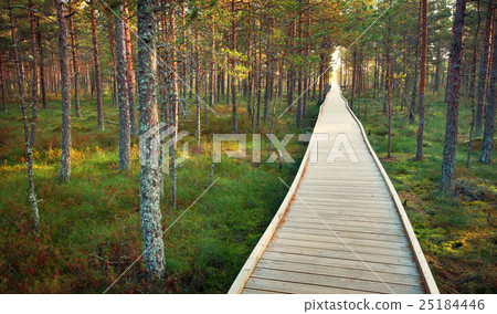 Viru bogs at Lahemaa national park 25184446