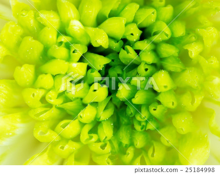 Detail of Lime Green Chrysanthemum Flower Square Detail of Lime Green Chrysanthemum Flower Square 25184998