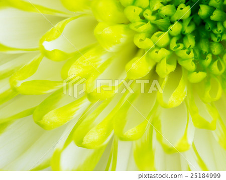 Detail of Lime Green Chrysanthemum Flower Square Detail of Lime Green Chrysanthemum Flower Square 25184999