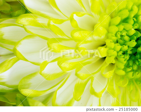Detail of Lime Green Chrysanthemum Flower Square Detail of Lime Green Chrysanthemum Flower Square 25185000