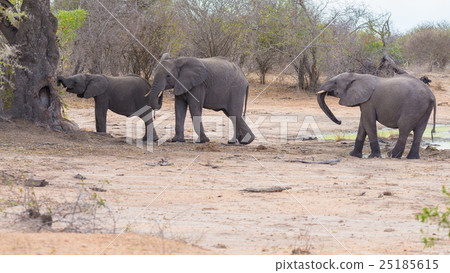 Two adult and one young African Elephants Two adult and one young African Elephants 25185615