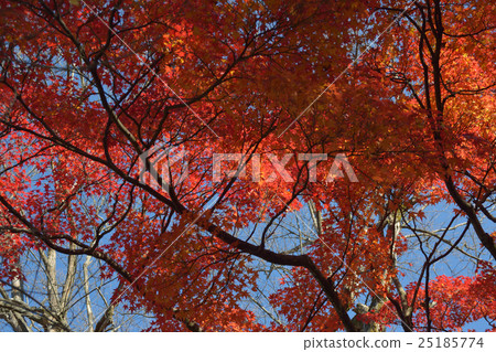 Autumn leaves of Tofukuji Autumn leaves of Tofukuji 25185774