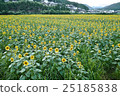 Autumn sunflower 25185838