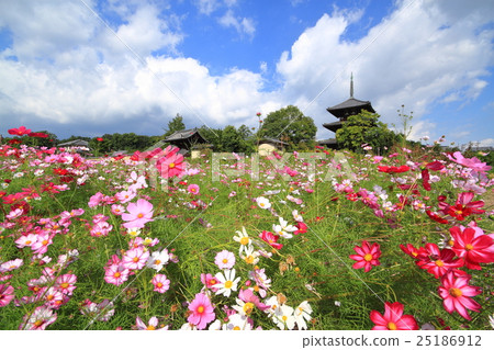 弘基寺和波斯菊II 25186912