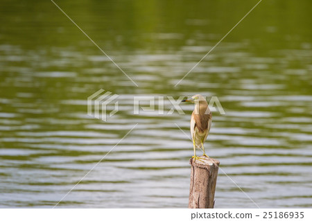 Chinese Pond Heron in the nature Chinese Pond Heron in the nature 25186935