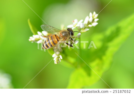Bees and buckwheat flowers, buckwheat flowers, buckwheat flowers, bees, Takaono Town, Izumi City, Kagoshima Prefecture Bees and buckwheat flowers, buckwheat flowers, buckwheat flowers, bees, Takaono Town, Izumi City, Kagoshima Prefecture 25187032