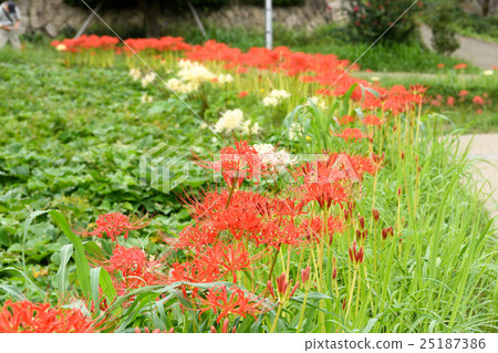 Higanbana flower 8 2016 25187386