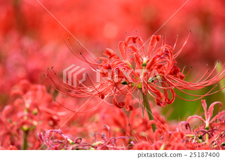 Amanoclana 22 2016 25187400