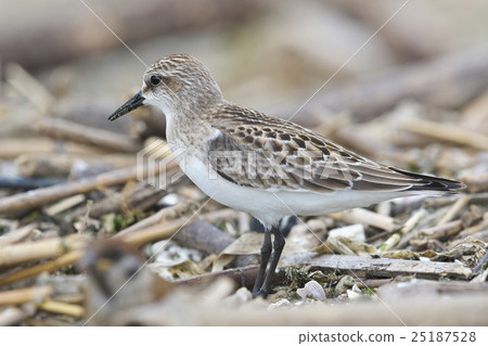 Tonen (the current year) 25187528