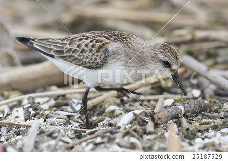 Tonen (the current year) 25187529