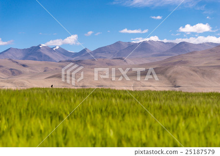 Blue sky with green paddy field Blue sky with green paddy field 25187579