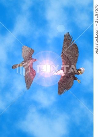 新年卡（白尾鷹和hayabusa） 25187670