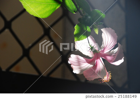 朱槿花 朱槿花 25188149