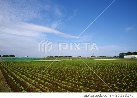 邊界線古河 - 筑波中央建築正在建設中靠近2016年9月底的筑波邊境小鎮 25188173