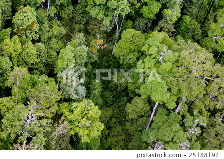 Aerial view of the forest Aerial view of the forest 25188192