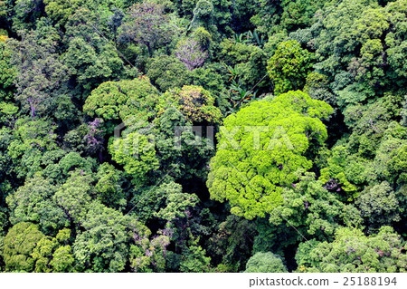 Aerial view of the forest 25188194