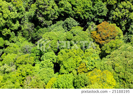 Aerial view of the forest 25188195