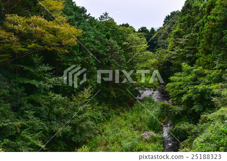 river in the forrest 25188323