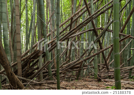 被遺棄的竹林 25188378
