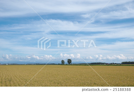 Blue Sky and Rainbow 25188388