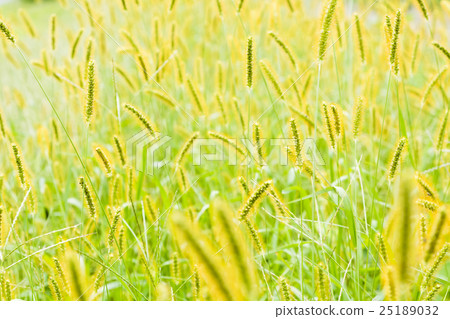 Wild grass cat falling in autumn 25189032