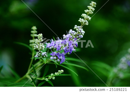 胡蘿蔔胡蘿蔔花 胡蘿蔔胡蘿蔔花 25189221