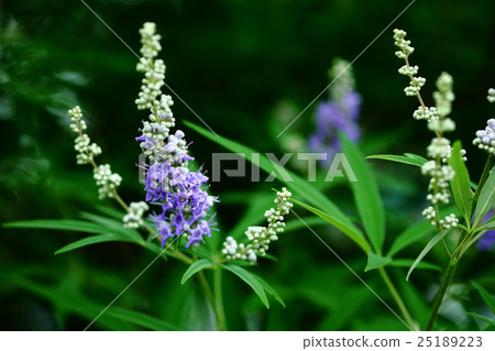 Carrot carrot flower 25189223