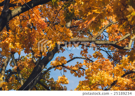 Autumn mapple tree leaves 25189234