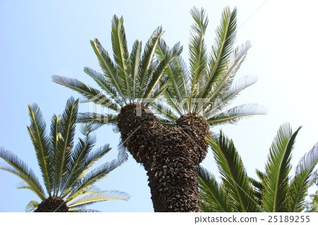 Ryutsu at Kuribayashi Park 25189255