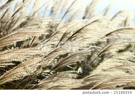a piece of grass a piece of grass 25189354
