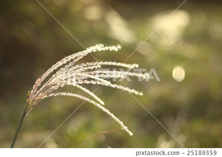 孤生的芒草 孤生的芒草 25189359