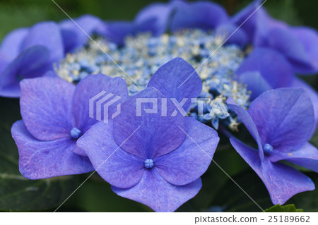 繡球 25189662