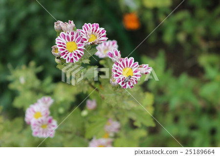 Autumn wild plants Autumn wild plants 25189664
