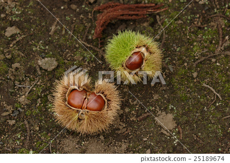 秋天的味道栗子 25189674