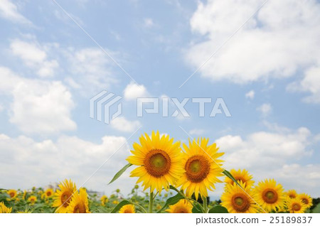 向日葵 25189837