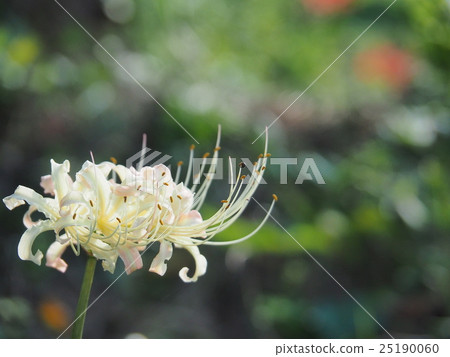White cluster amaryllis White cluster amaryllis 25190060