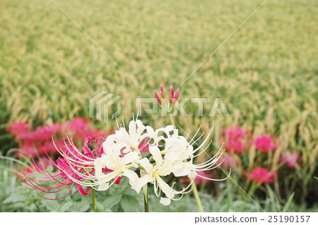 White cluster amaryllis and fruit rice ear White cluster amaryllis and fruit rice ear 25190157