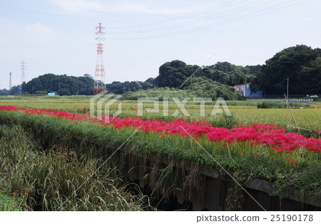 Koide河的群集孤挺花 Koide河的群集孤挺花 25190178