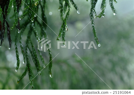 Natural Art Museum Tateyama Cedar Forest 46 25191064