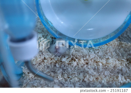 醒來的金色倉鼠 醒來的金色倉鼠 25191187
