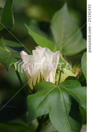 美國棉花 25191433